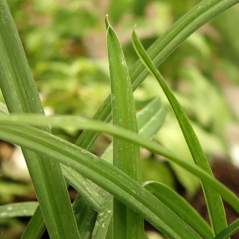 Hemerocallis Arctic Snow - Daglelie (Blad)