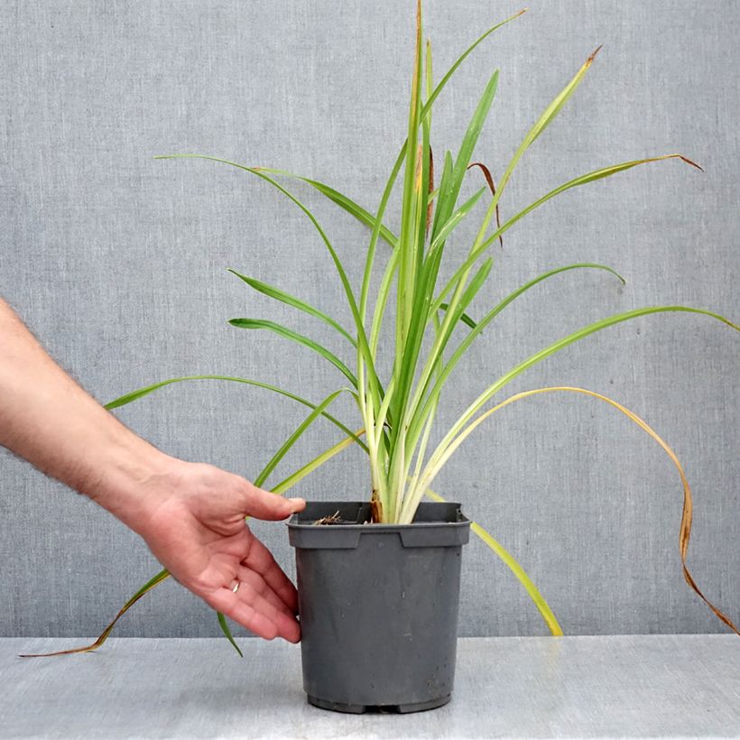 Exemplaar van Hemerocallis Bakabana - Daglelie Pot van 2 l/3 l zoals geleverd in de herfst