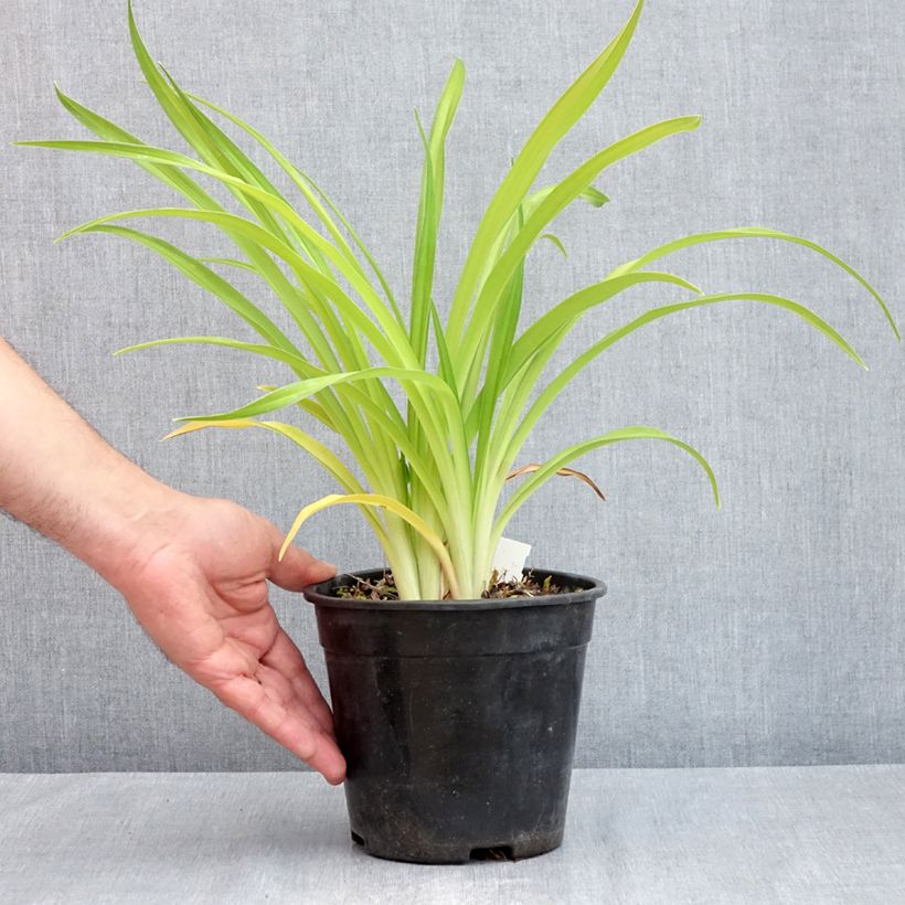 Exemplaar van Hemerocallis Bakabana - Daglelie Pot van 2 l/3 l zoals geleverd in de lente