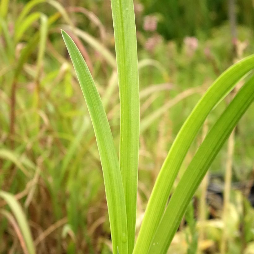 Hemerocallis Bela Lugosi - Daglelie (Blad)