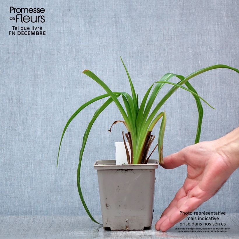 Exemplaar van Hemerocallis Black Stockings - Daglelie Pot van 1 l/1,5 l zoals geleverd in de herfst
