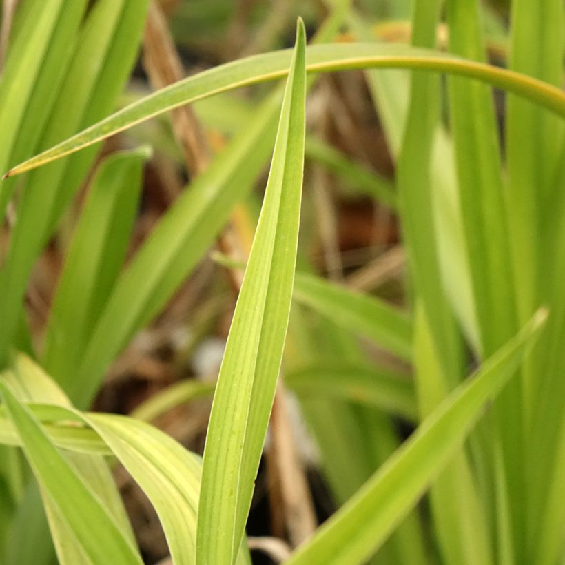 Hemerocallis Black Stockings - Daglelie (Blad)