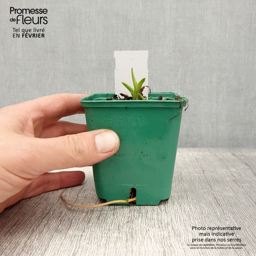 Exemplaar van Hémérocalle Bonanza - Lis d'un jour Godet de 8/9 cm zoals geleverd in de winter