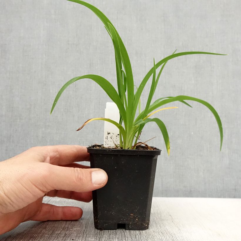 Exemplaar van Hemerocallis Bonanza - Daglelie Kweekpotje van 8/9 cm zoals geleverd in de lente