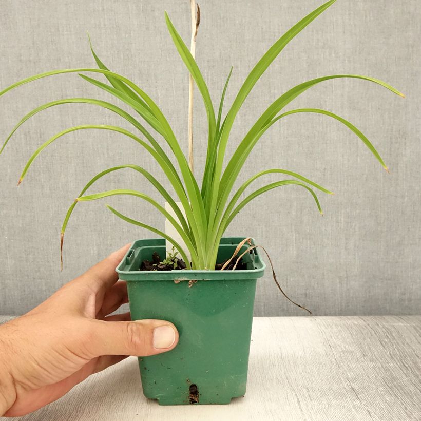 Exemplaar van Hemerocallis Burning Daylight - Daglelie Kweekpotje van 8/9 cm zoals geleverd in de zomer