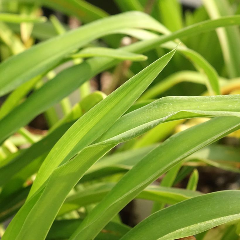 Hemerocallis Calico Jack - Daglelie (Blad)