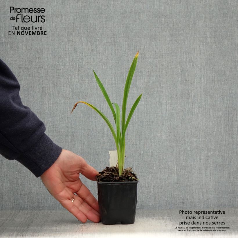 Exemplaar van Hemerocallis Canadian Border Patrol - Daglelie Kweekpotje van 8/9 cm zoals geleverd in de herfst