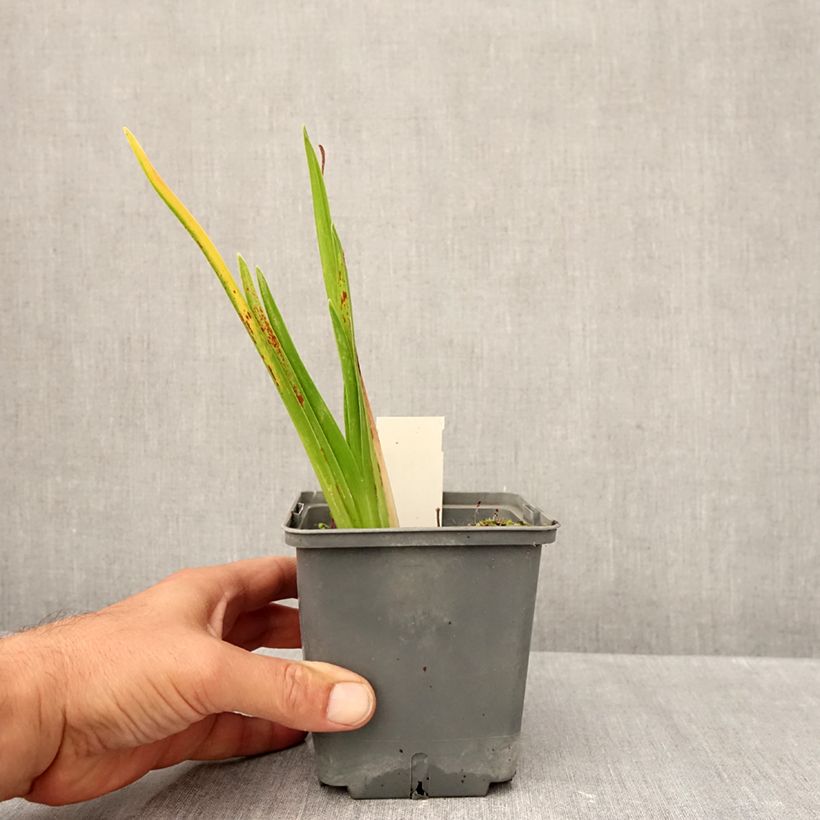 Exemplaar van Hemerocallis Cape Breton - Daglelie Pot van 1 l/1,5 l zoals geleverd in de herfst