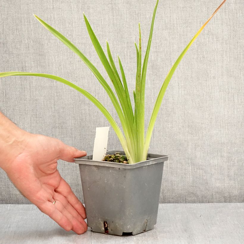 Exemplaar van Hemerocallis Cape Breton - Daglelie Pot van 1 l/1,5 l zoals geleverd in de zomer