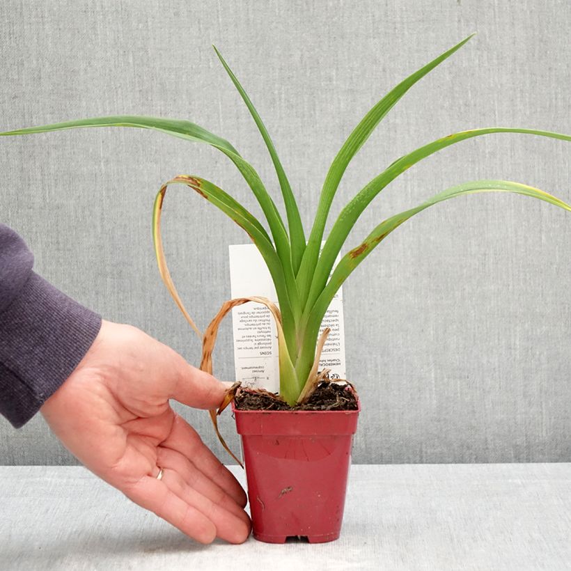 Exemplaar van Hemerocallis Charles Johnson - Daglelie Kweekpotje van 8/9 cm zoals geleverd in de lente
