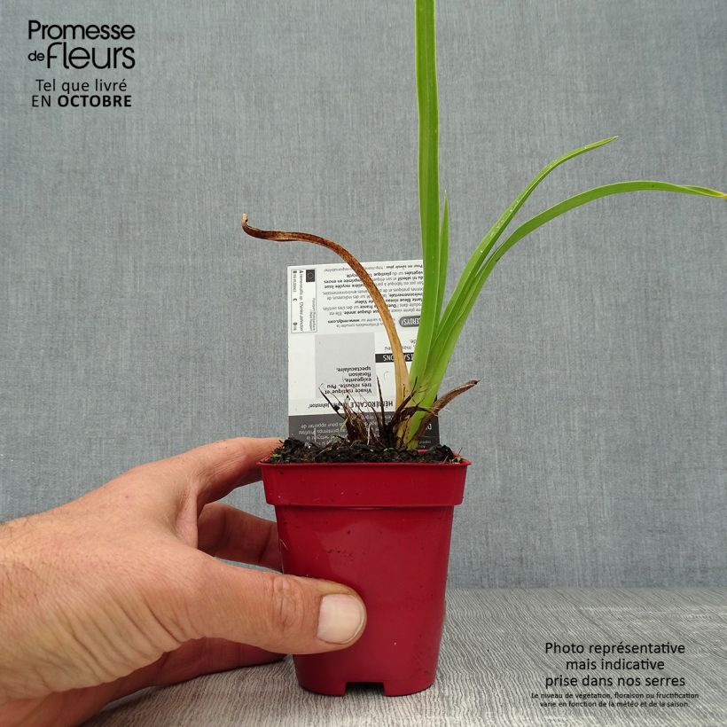 Exemplaar van Hemerocallis Charles Johnson - Daglelie Kweekpotje van 8/9 cm zoals geleverd in de herfst