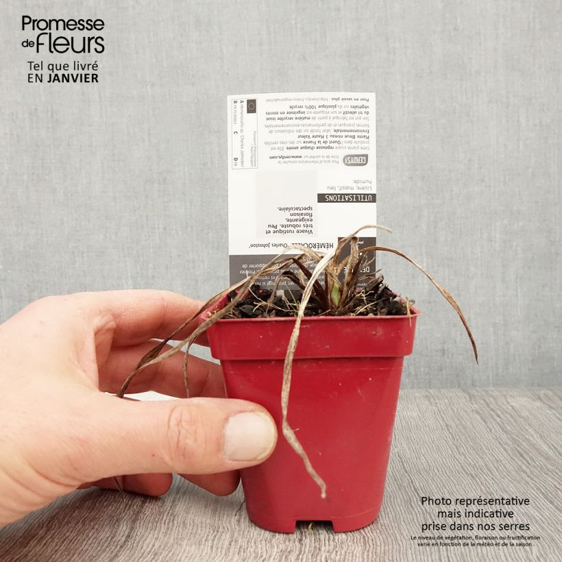 Exemplaar van Hemerocallis Charles Johnson - Daglelie Kweekpotje van 8/9 cm zoals geleverd in de winter