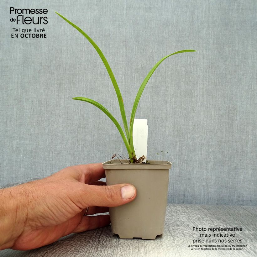 Exemplaar van Hemerocallis Chicago Knobby - Daglelie Kweekpotje van 8/9 cm zoals geleverd in de herfst