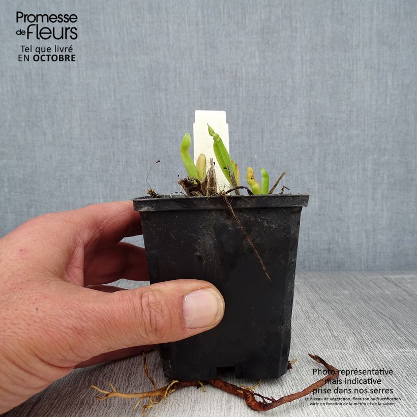 Exemplaar van Hemerocallis Chicago Sunrise - Daglelie Kweekpotje van 8/9 cm zoals geleverd in de herfst