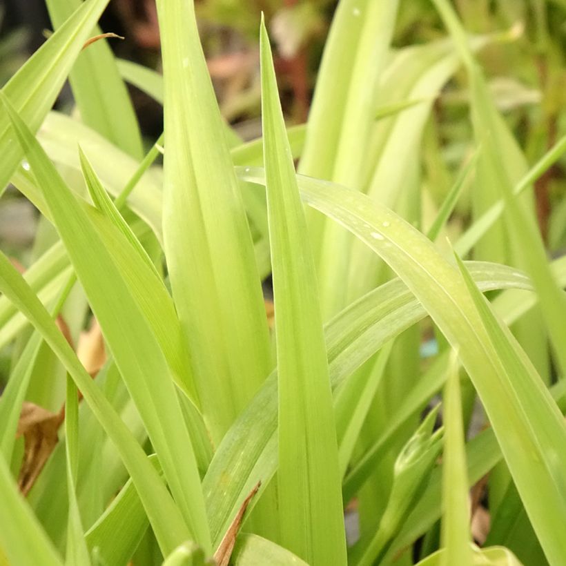 Hemerocallis Chicago Sunrise - Daglelie (Blad)