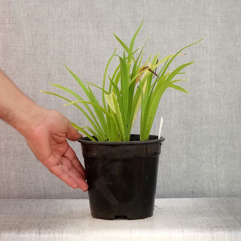 Exemplaar van Hemerocallis Chicago Sunrise - Daglelie Pot van 2 l/3 l zoals geleverd in de zomer