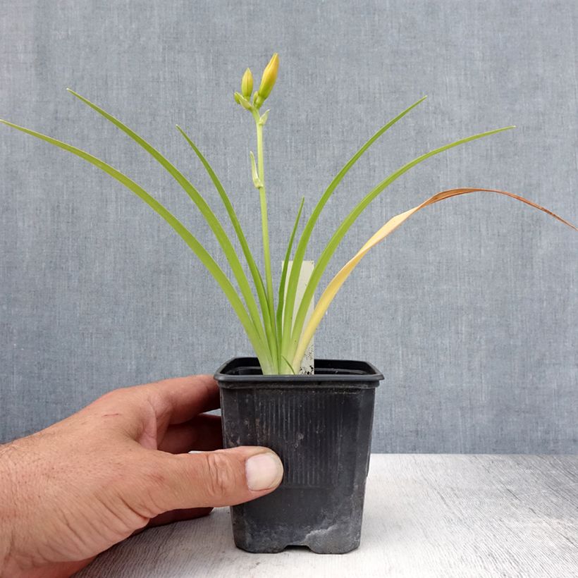 Exemplaar van Hemerocallis Childrens Festival - Daglelie Kweekpotje van 8/9 cm zoals geleverd in de zomer