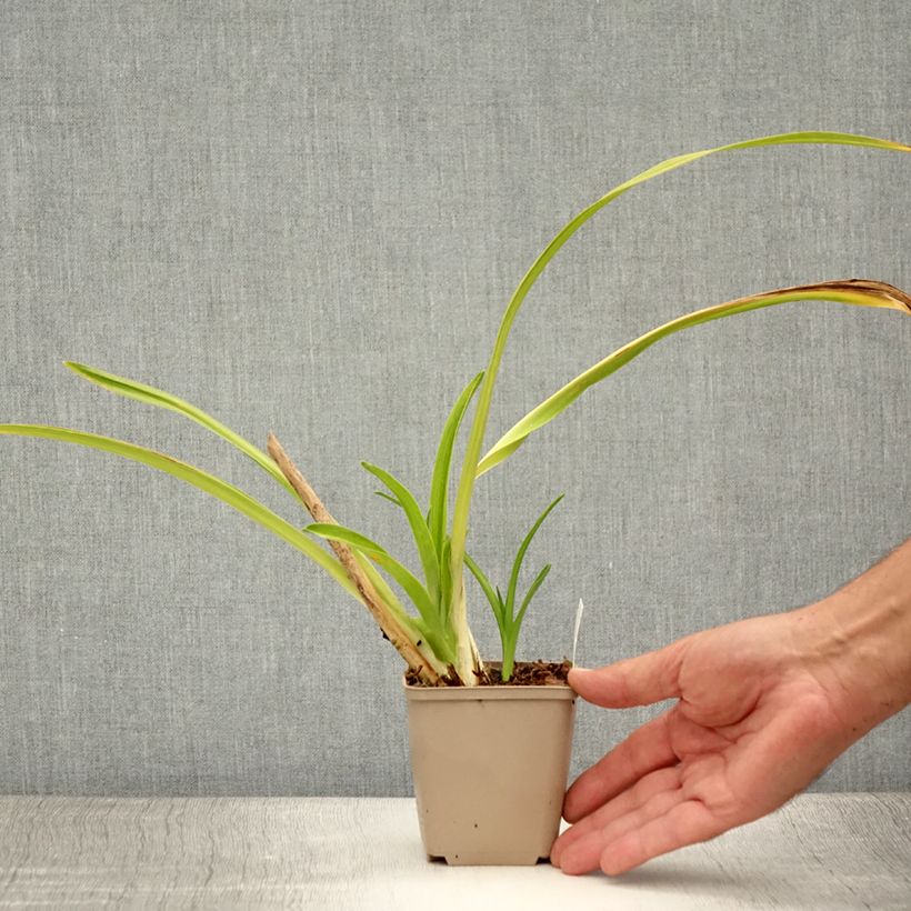Exemplaar van Hemerocallis Chocolate Candy - Daglelie Kweekpotje van 8/9 cm zoals geleverd in de zomer