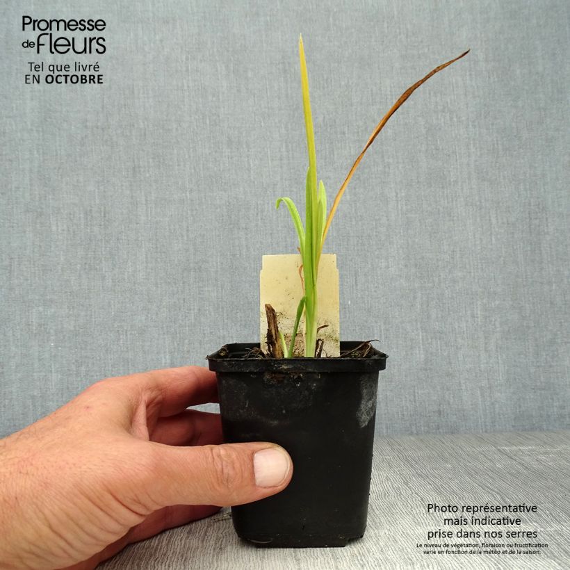 Exemplaar van Hemerocallis citrina - Daglelie Kweekpotje van 8/9 cm zoals geleverd in de herfst