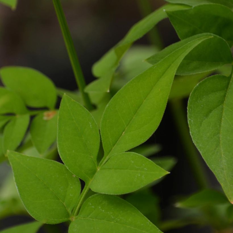 Hemerocallis Clothed in Glory - Daglelie (Blad)