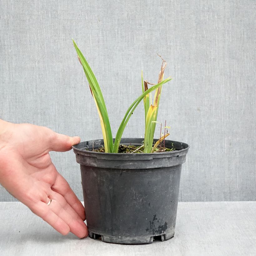 Exemplaar van Hemerocallis Condilla - Daglelie Pot van 2 l/3 l zoals geleverd in de herfst