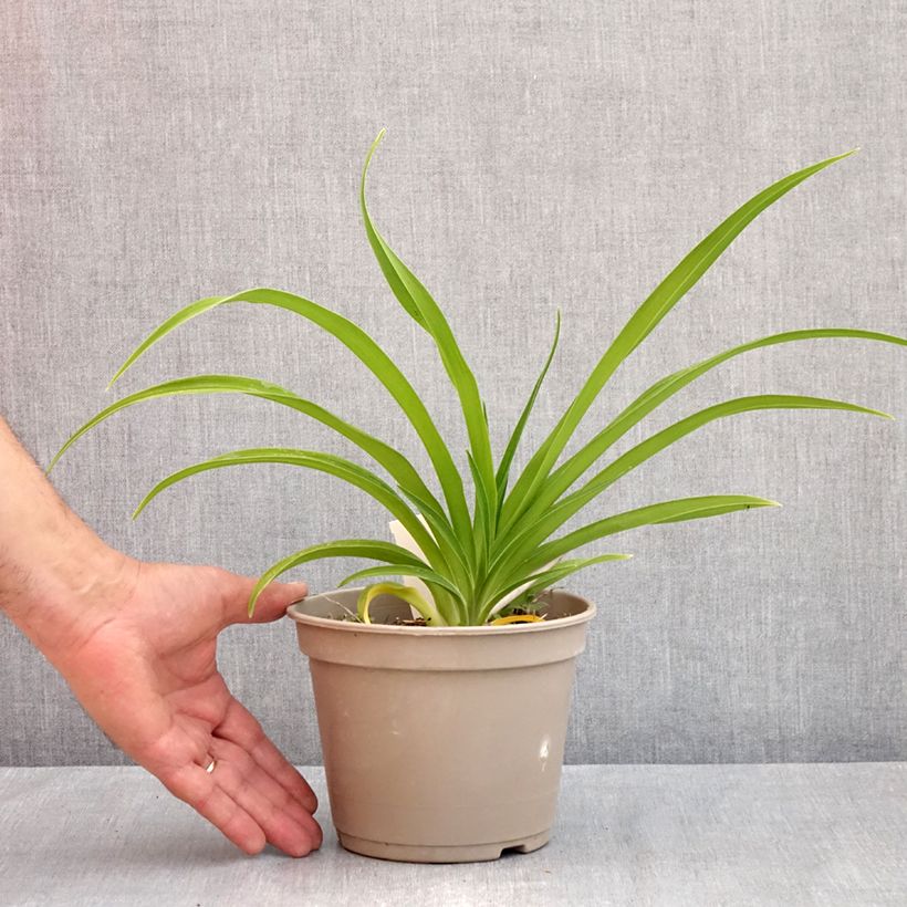 Exemplaar van Hemerocallis Condilla - Daglelie Pot van 2 l/3 l zoals geleverd in de lente