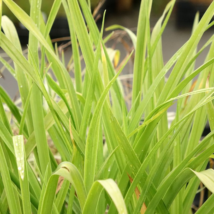 Hemerocallis Crimson Pirate - Daglelie (Blad)