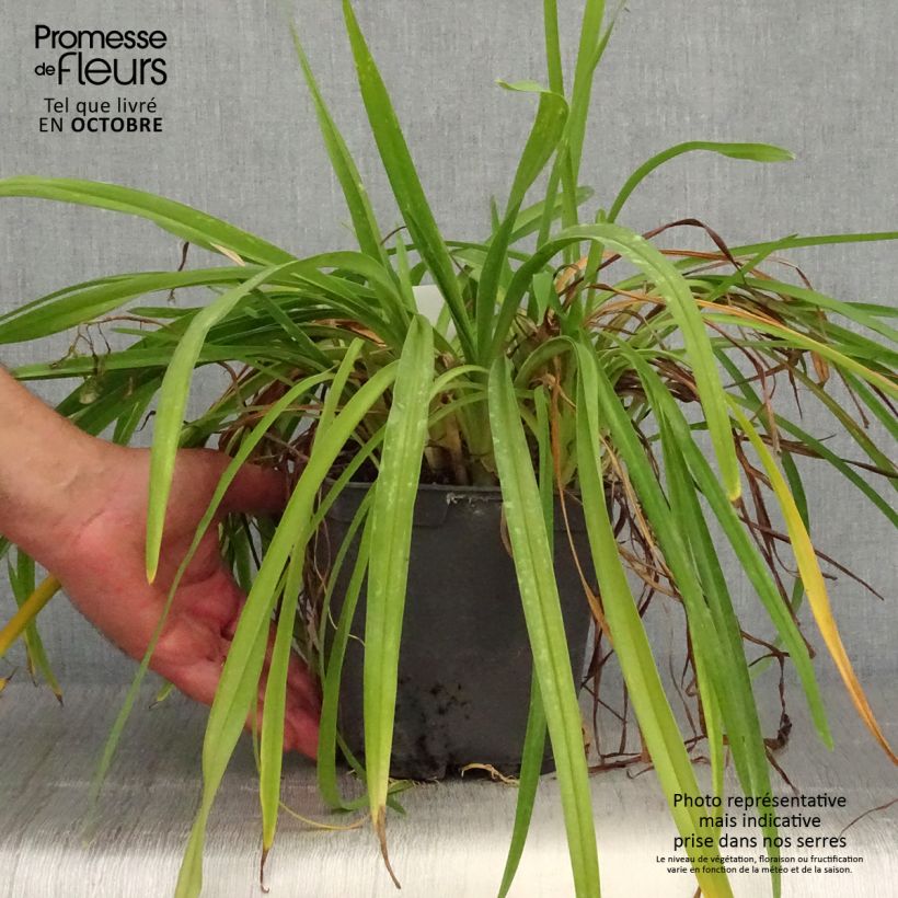 Exemplaar van Hemerocallis Crimson Pirate - Daglelie Pot van 2 l/3 l zoals geleverd in de herfst