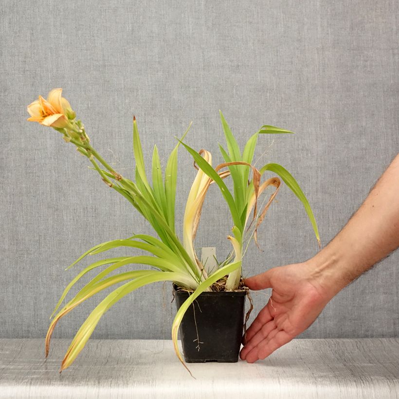 Exemplaar van Hemerocallis Custard Candy - Daglelie Kweekpotje van 8/9 cm zoals geleverd in de zomer
