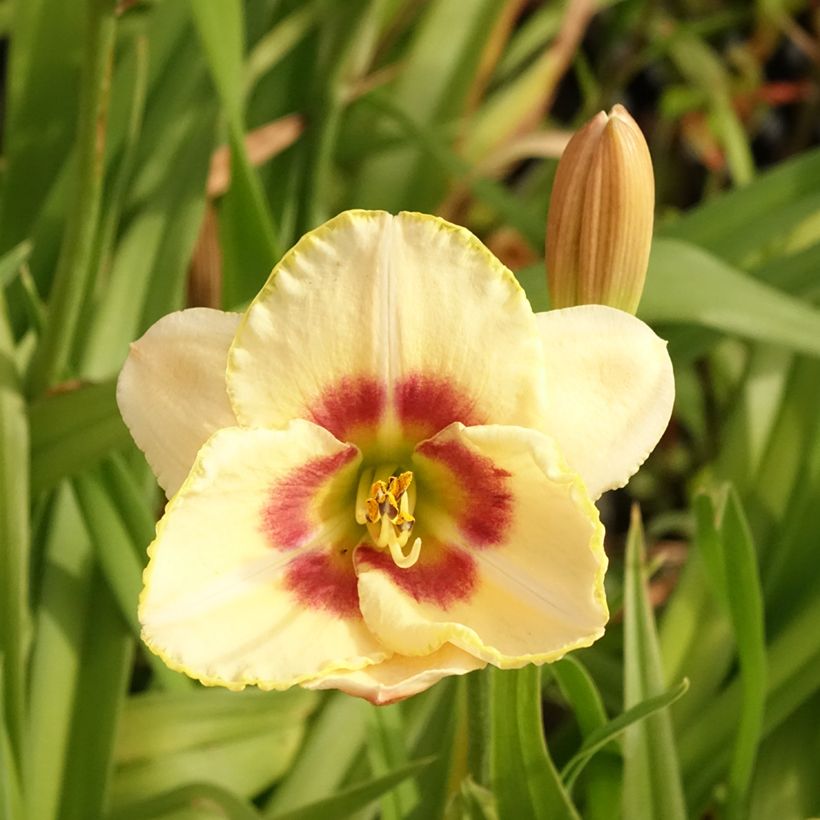 Hemerocallis Custard Candy - Daglelie (Bloei)