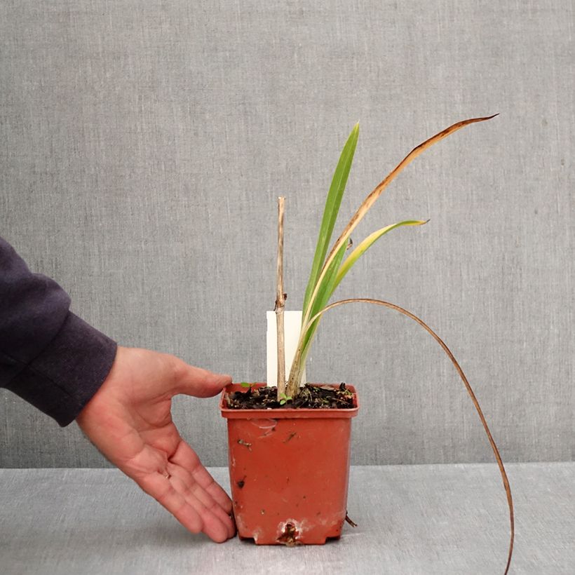 Exemplaar van Hemerocallis Daring Deception - Daglelie Pot van 1 l/1,5 l zoals geleverd in de herfst