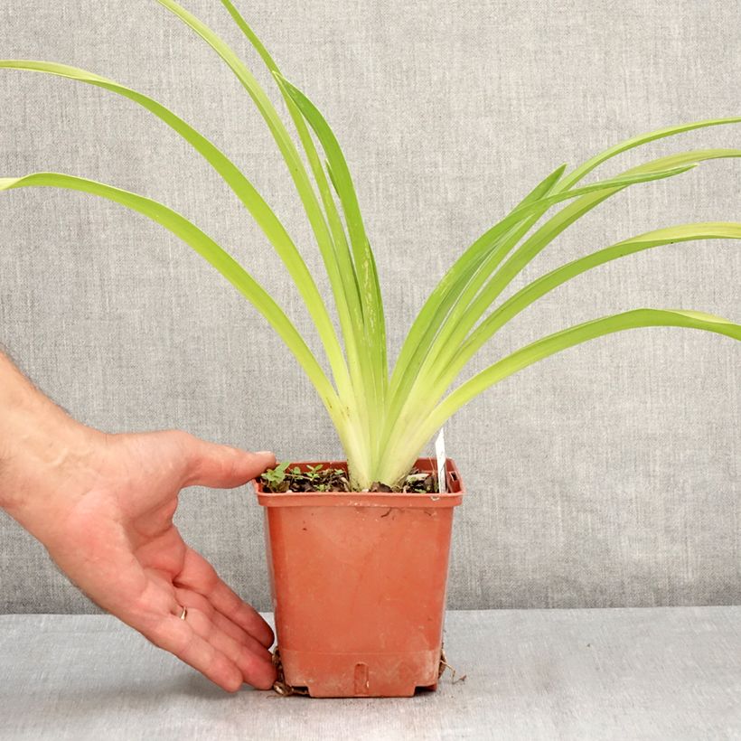 Exemplaar van Hemerocallis Daring Deception - Daglelie Pot van 1 l/1,5 l zoals geleverd in de zomer