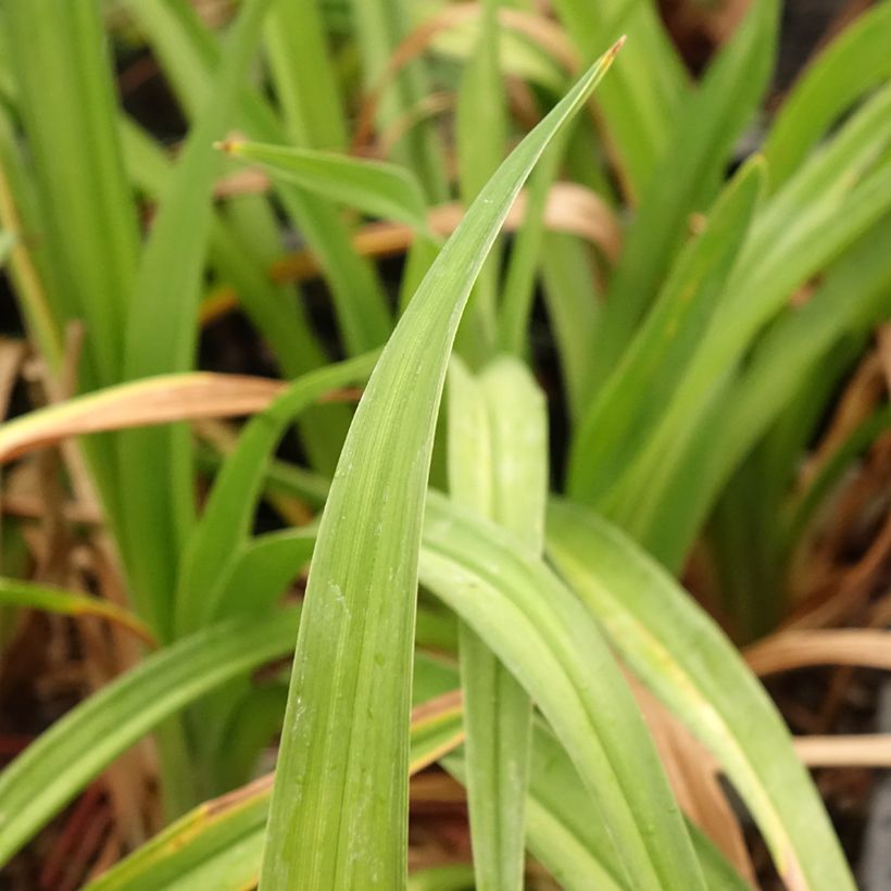 Hemerocallis Daring Deception - Daglelie (Blad)