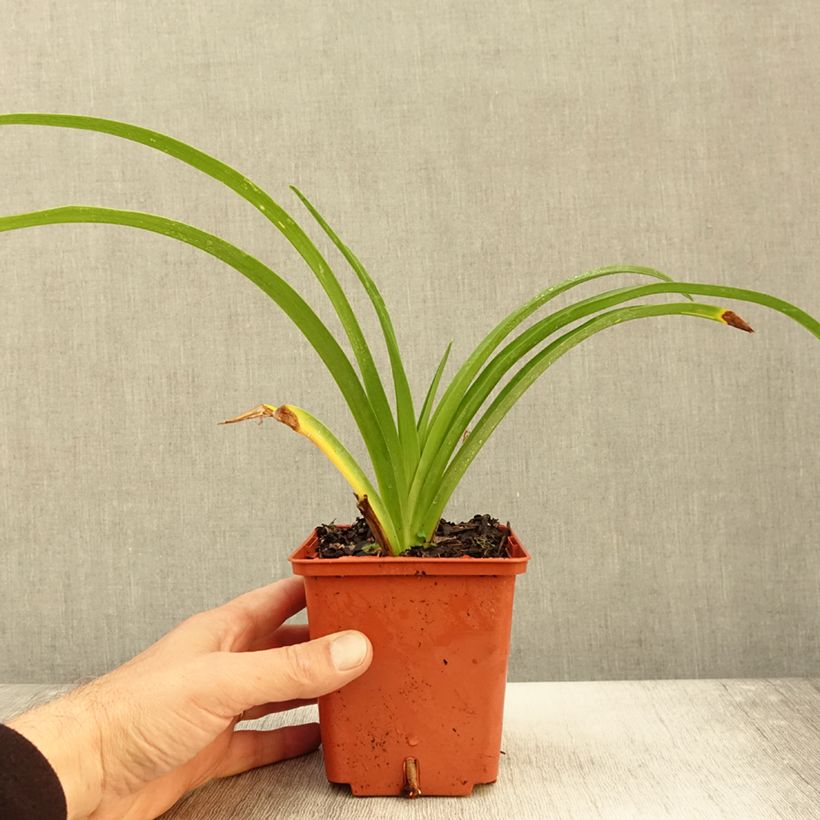 Exemplaar van Hemerocallis Destined to See - Daglelie Pot van 1 l/1,5 l zoals geleverd in de herfst