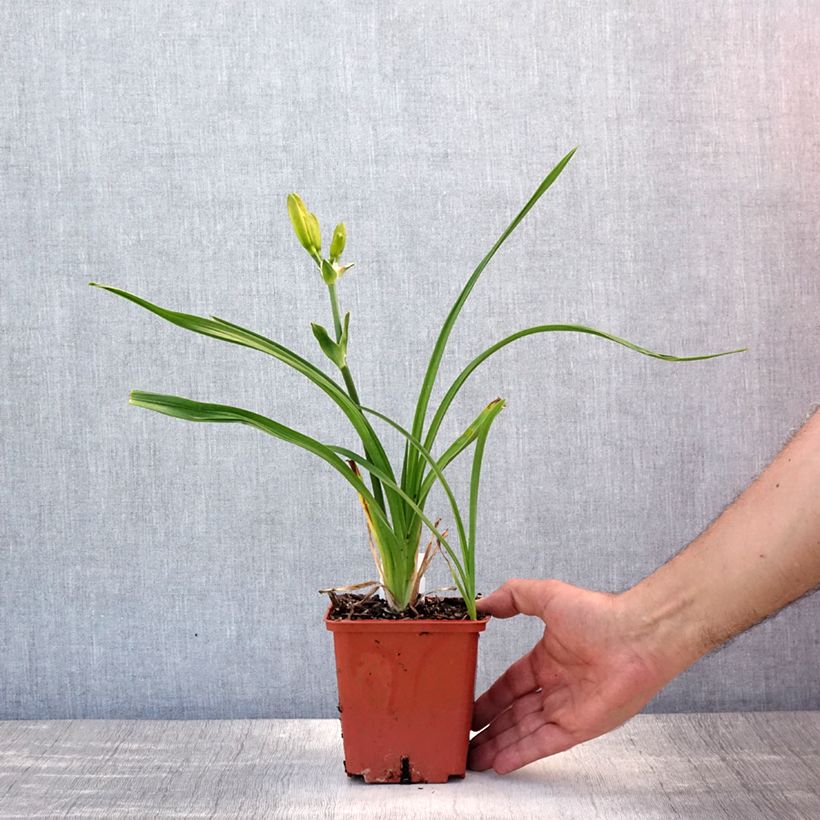 Exemplaar van Hemerocallis Destined to See - Daglelie Pot van 1 l/1,5 l zoals geleverd in de zomer