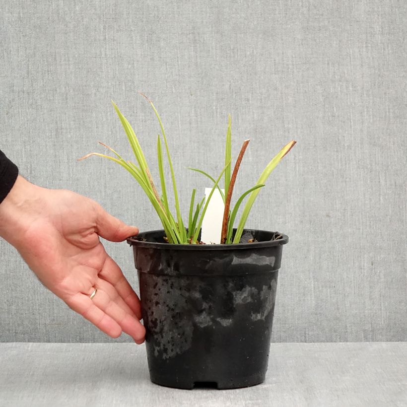 Exemplaar van Hemerocallis Double Dream - Daglelie Pot van 2 l/3 l zoals geleverd in de herfst