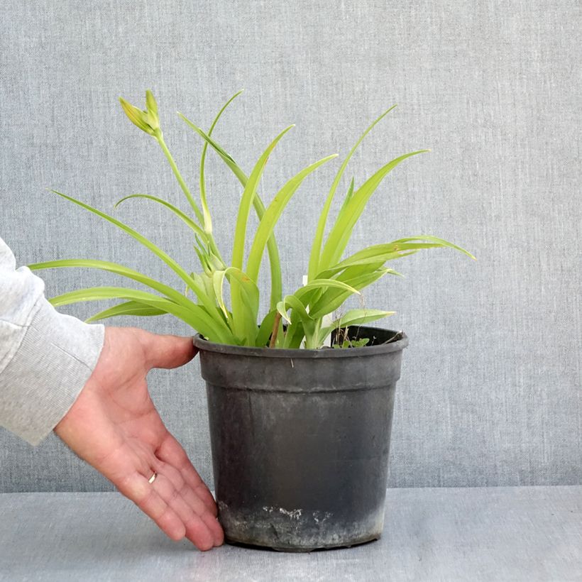 Exemplaar van Hemerocallis Double Dream - Daglelie Pot van 2 l/3 l zoals geleverd in de lente