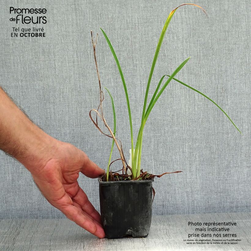 Exemplaar van Hemerocallis Double River Wye - Daglelie Kweekpotje van 8/9 cm zoals geleverd in de herfst