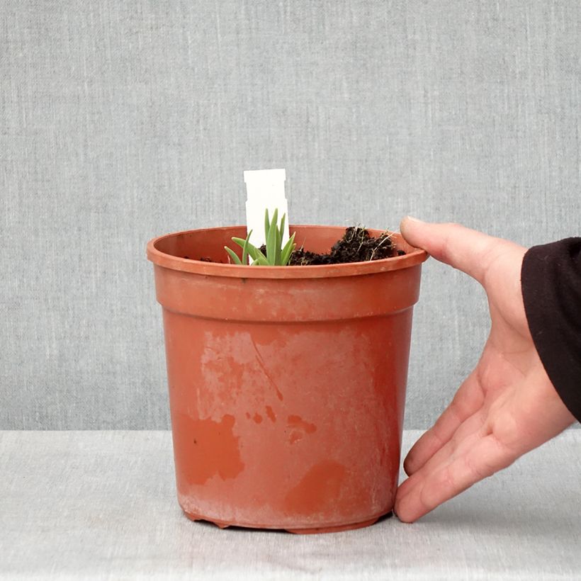 Exemplaar van Hemerocallis Double River Wye - Daglelie Pot van 2 l/3 l zoals geleverd in de lente