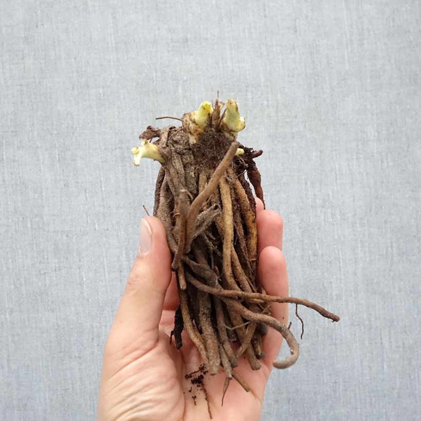 Exemplaar van Hemerocallis Double River Wye - Daglelie Naakte wortel zoals geleverd in de winter