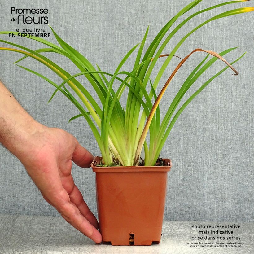 Exemplaar van Hemerocallis Dream Legacy - Daglelie Pot van 1 l/1,5 l zoals geleverd in de zomer