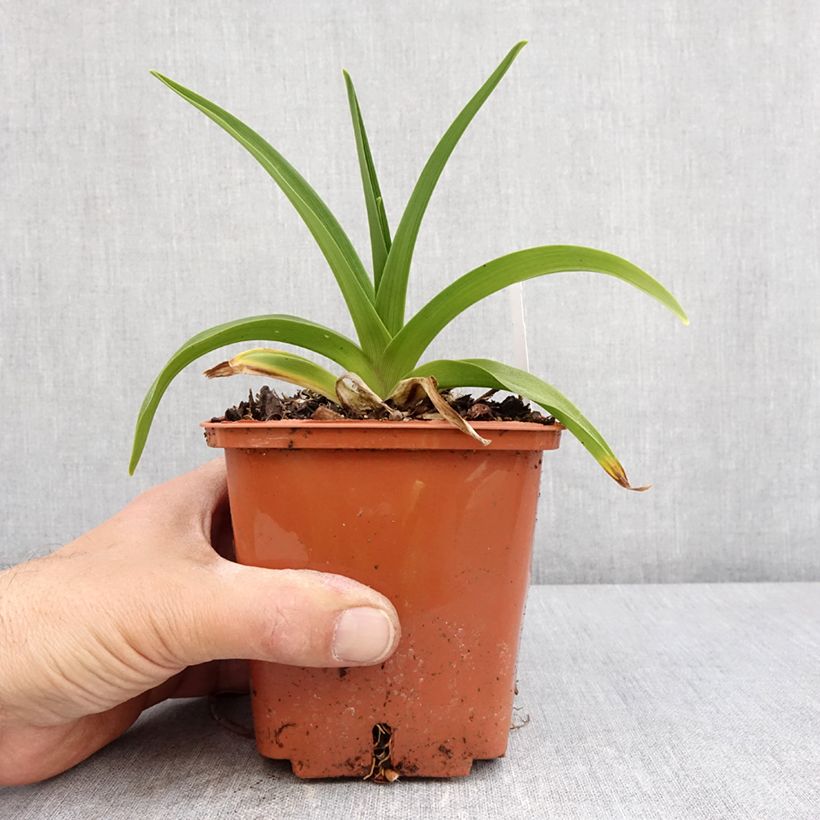 Exemplaar van Hemerocallis Dream Legacy - Daglelie Pot van 1 l/1,5 l zoals geleverd in de lente