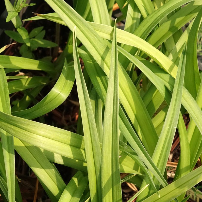 Hemerocallis Dream Legacy - Daglelie (Blad)