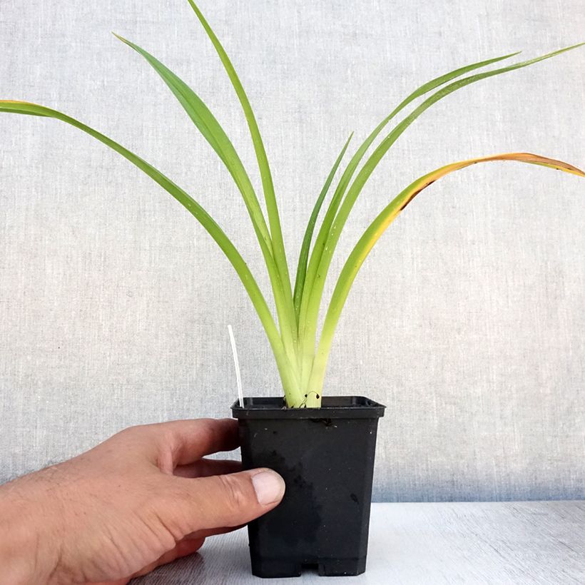 Exemplaar van Hemerocallis El Desperado - Daglelie Kweekpotje van 8/9 cm zoals geleverd in de zomer