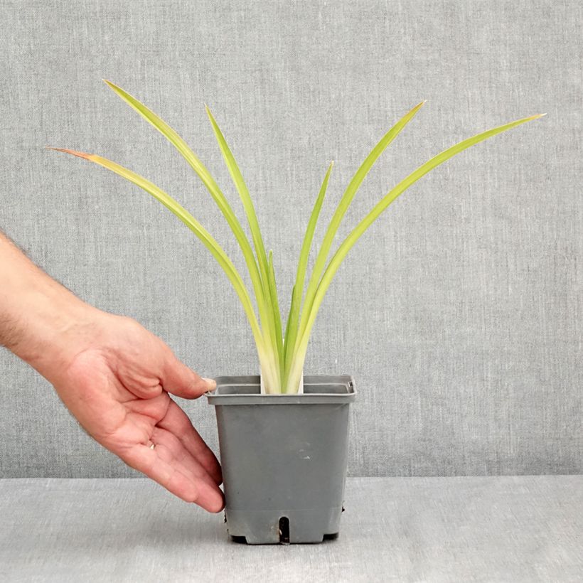 Exemplaar van Hemerocallis Enchanted Forest - Daglelie Pot van 1 l/1,5 l zoals geleverd in de zomer