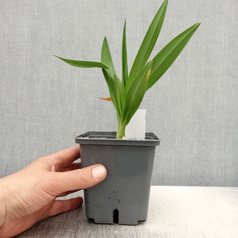 Exemplaar van Hemerocallis Enchanted Forest - Daglelie Pot van 1 l/1,5 l zoals geleverd in de lente