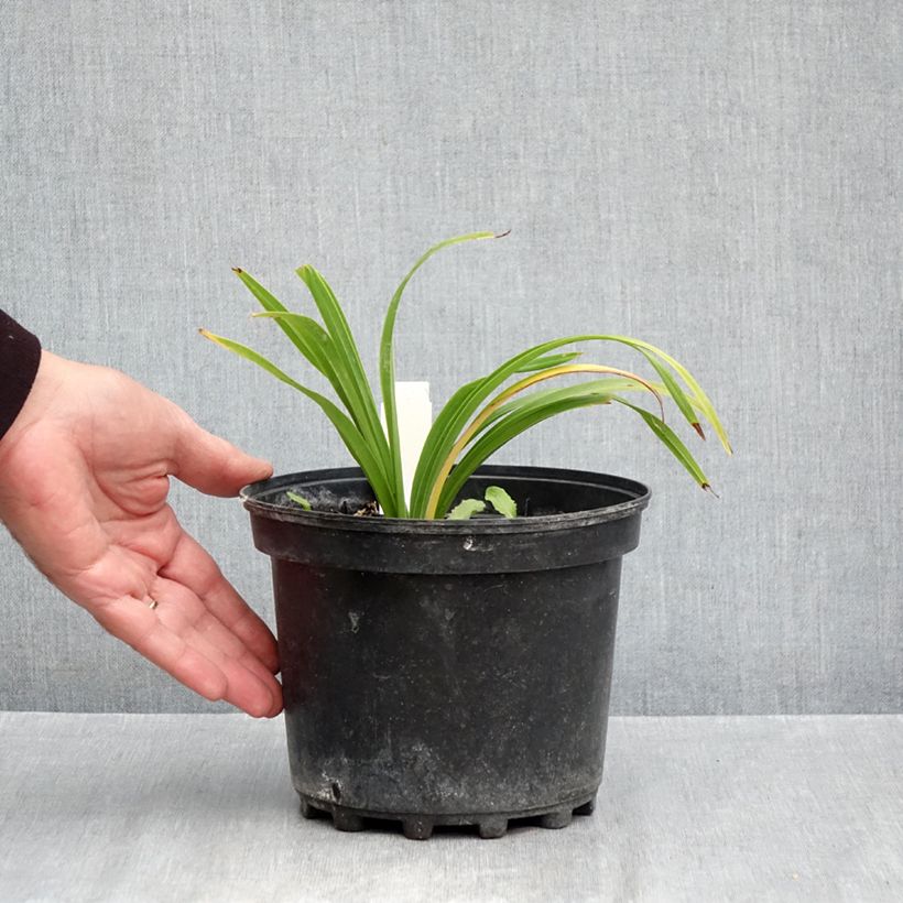 Exemplaar van Hemerocallis Everydaylily Bronze - Daglelie Pot van 2 l/3 l zoals geleverd in de herfst