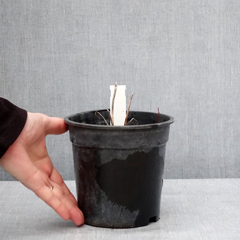 Exemplaar van Hemerocallis Everydaylily Bronze - Daglelie Pot van 2 l/3 l zoals geleverd in de winter