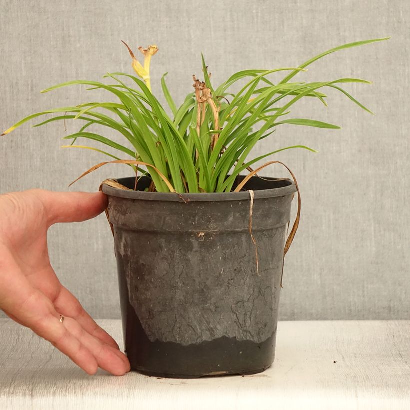 Exemplaar van Hemerocallis Everydaylily Cerise - Daglelie Pot van 2 l/3 l zoals geleverd in de zomer