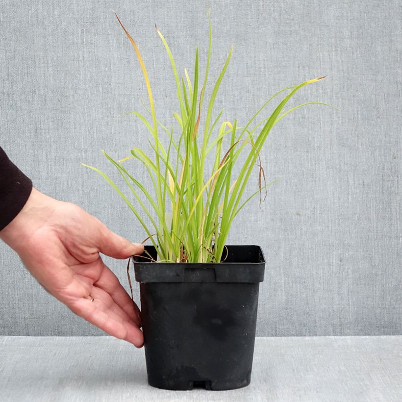 Exemplaar van Hemerocallis Everydaylily Punch Yellow - Daglelie Pot van 2 l/3 l zoals geleverd in de herfst